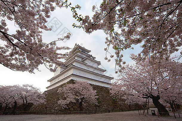 tsuruga冬夜城堡包围樱桃花朵aizuwakamatsu福岛县日本