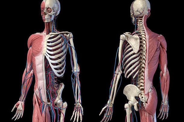 人类解剖学身体<strong>骨骼</strong>肌肉发达的心血管<strong>系统</strong>的角度来看前面回来的观点黑色的背景插图