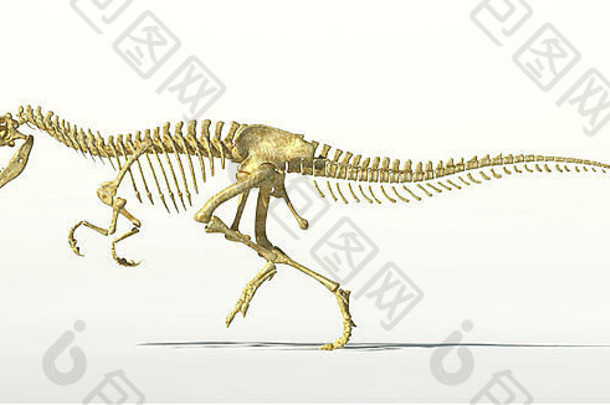 异特龙恐龙实景照片骨架科学正确的白色背景下降影子剪裁路径