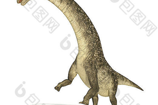 泰坦龙恐龙实景照片科学正确的表示具视图白色背景