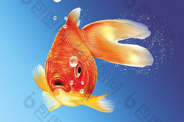 黄金鱼面对查看器水泡沫蓝色的梯度背景
