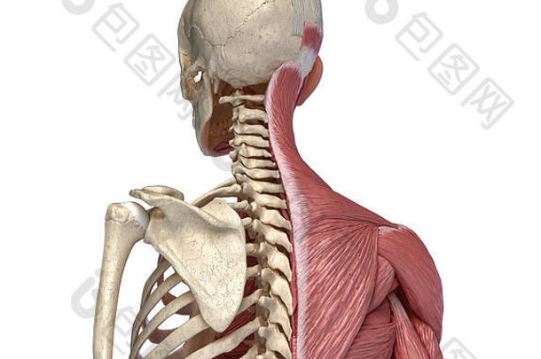 人类身体躯干骨骼肌肉发达的系统回来的角度来看视图白色背景解剖学插图