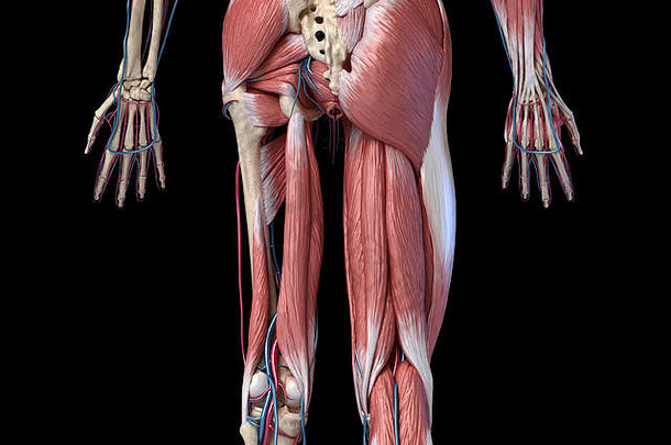人类解剖学四肢臀部骨骼肌肉发达的心血管系统层肌肉回来视图黑色的背景插图