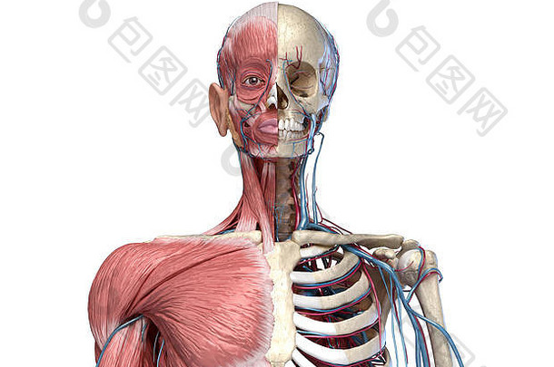 人类解剖学躯干骨架肌肉静脉动脉前面视图白色背景解剖学插图