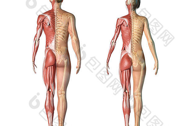 男人。女人肌肉<strong>骨骼系统</strong>后视图完整的数字站白色背景