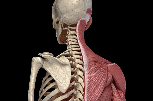 人类身体躯干骨骼肌肉发达的系统回来的角度来看视图黑色的背景解剖学插图