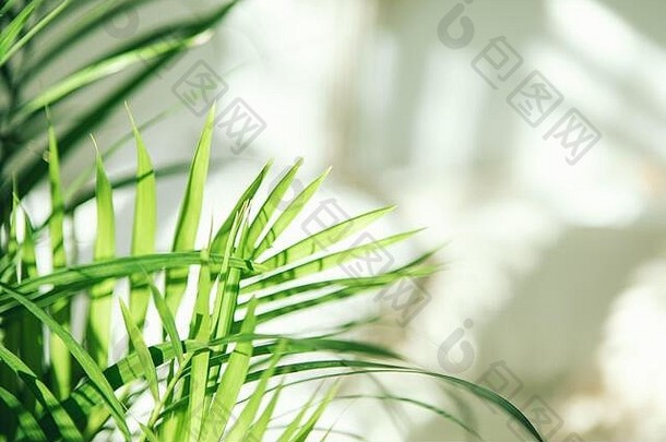 绿色新鲜的热带室内植物棕榈叶子模糊光影子墙背景