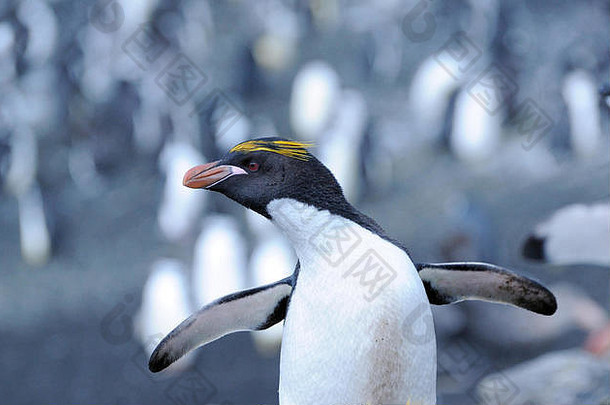 通心粉企鹅尤迪普特斯金缕梅站黑色的火山沙子嵌套殖民地桑德斯岛