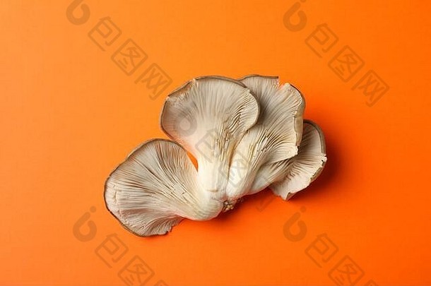 新鲜的牡蛎蘑菇橙色背景前视图