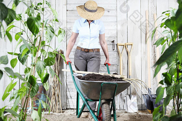 女人工作蔬菜花园独轮手推车干草叉集设备工具木墙背景健康的有机食物生产概念
