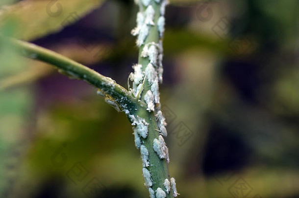 白色昆虫植物