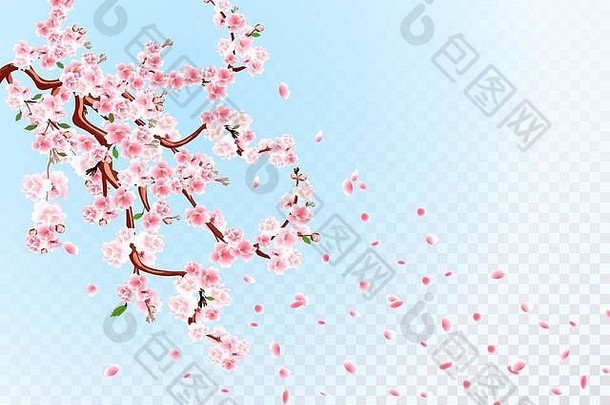 樱花分支机构柔和的花叶子樱桃味蕾樱桃花瓣透明的背景插图