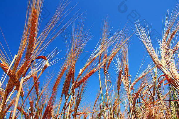 黄金耳朵小麦深蓝色的天空