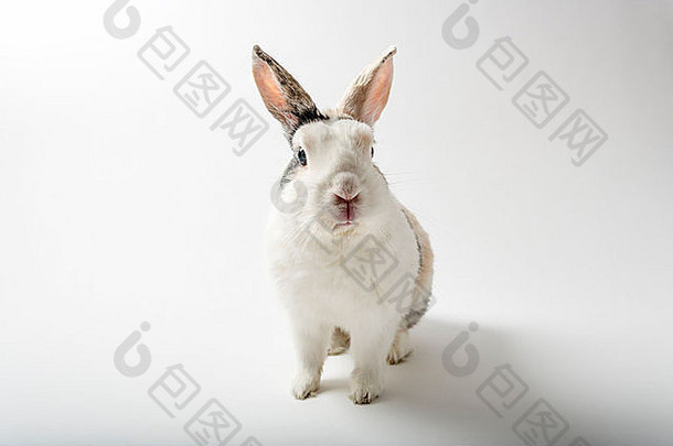 图像兔子白色背景