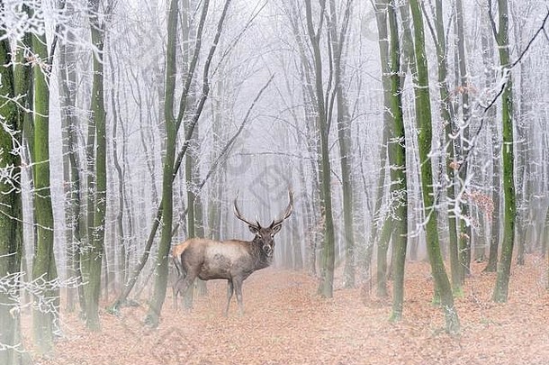强大的成人鹿雄伟的森林雾野生动物场景自然欧洲动物栖息地动物行为