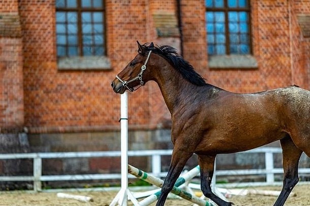 美丽的体育运动棕色（的）马运行围场肖像栗种马马飞驰的大围场春天下午螺柱