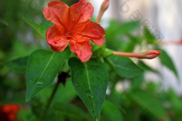 宏特写镜头视图橙色颜色花巴德花瓣首页花园斯里兰卡斯里兰卡
