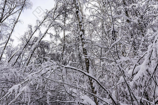 降雪森林覆盖白色雪美北部自然网站公园森林自然天气季节灾难