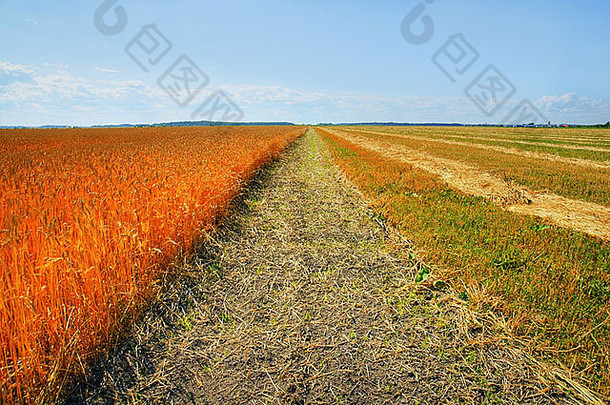 成熟的小麦收获大麦场