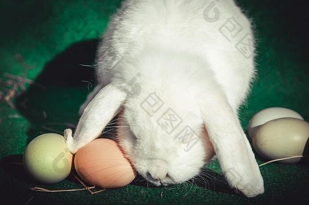 真正的复活节兔子交付复活节鸡蛋