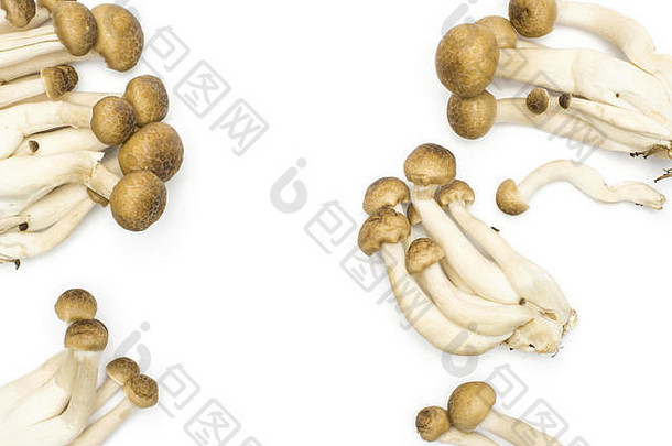 棕色（的）山毛榉蘑菇Shimeji前视图孤立的白色背景