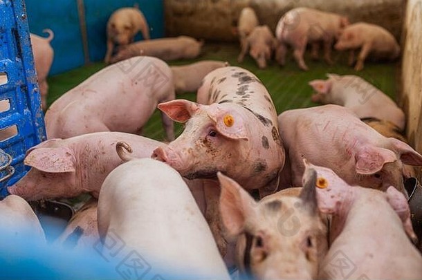猪脏乱的地方牲畜猪肉生产