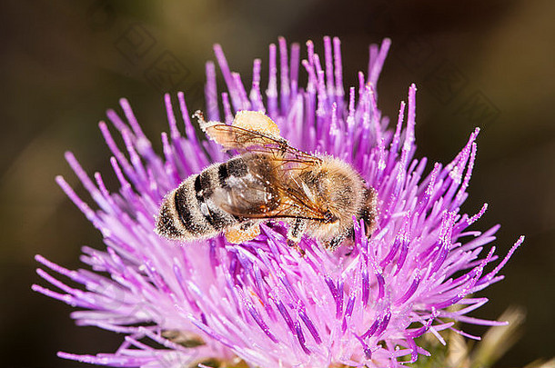 蜜蜂吃花