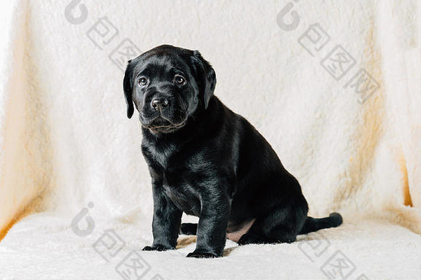 美丽的黑色的拉布拉多小狗狗坐着白色地毯