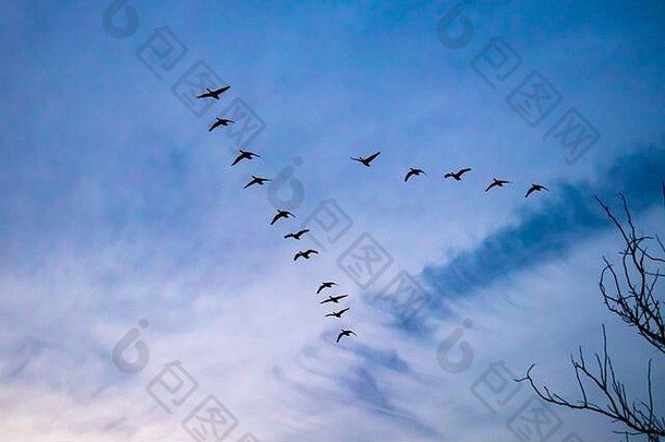 群一束迁移加拿大鹅交叉多云的变形天空轮廓飞特征“v”“楔形”形成