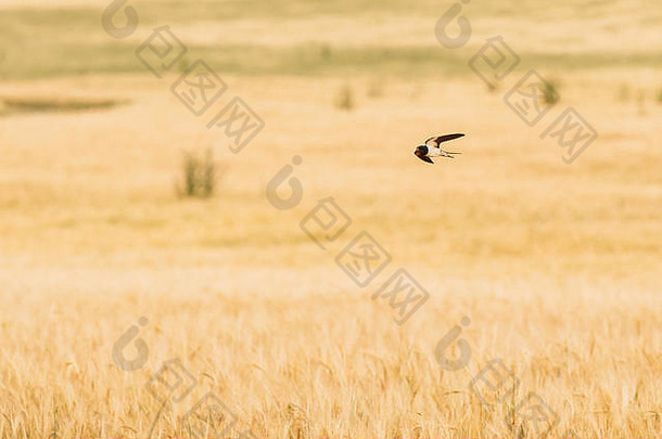 常见的房子马丁吞下野生鸟飞行场小麦