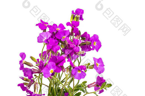 群小紫色的花园花