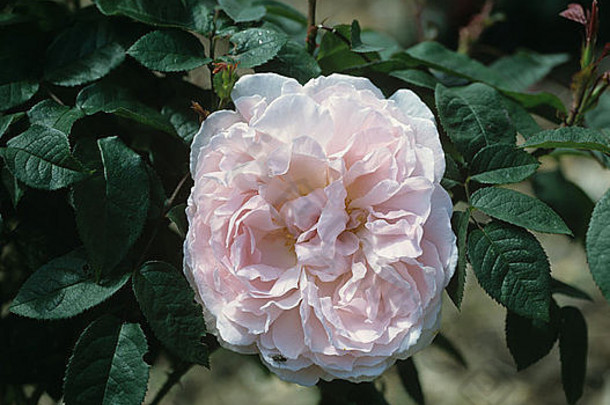 粉红色的惧怕玫瑰布鲁姆花园灌木