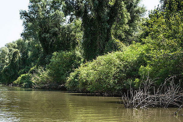 多瑙河河δ美丽的景观当地的渠道精心管理罗马尼亚多布罗吉亚联合国教科文组织生物圈储备