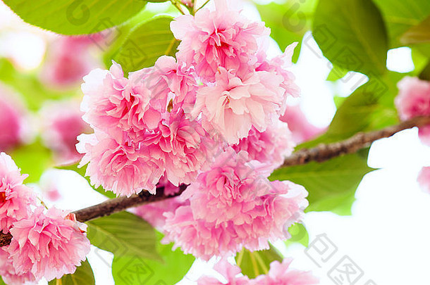 粉红色的花树樱花樱桃开花春天
