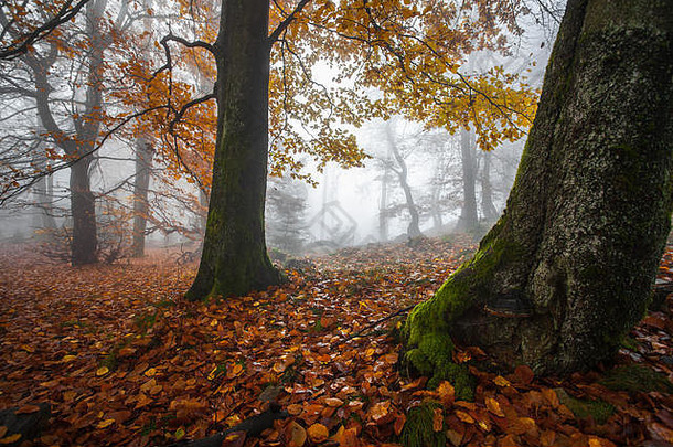 秋天德国山森林徒步旅行之旅德国平均山景观全景自然动机秘密地