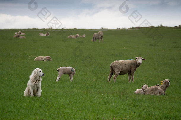 伟大的普赖涅斯狗看群羊牧场厚绿色草