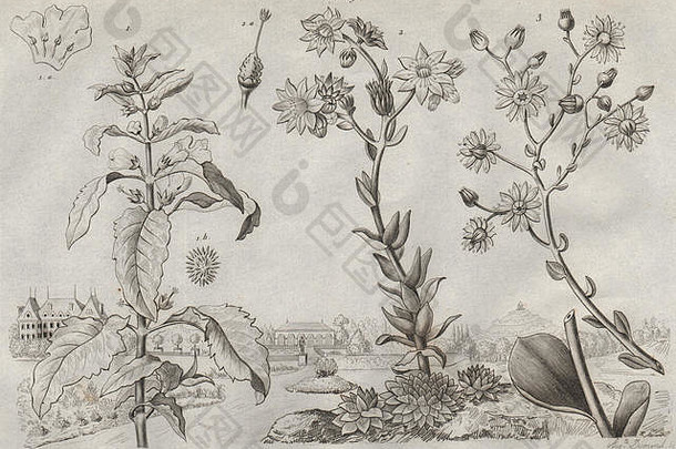植物约瑟芬你的小檗Sempervivum古董打印