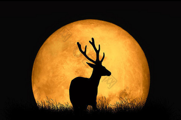 轮廓鹿背景红色的月亮大月亮黑暗背景