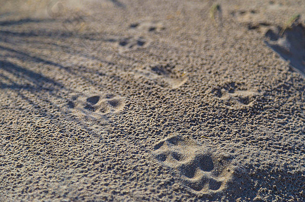 狗爪子打印沙子沙丘哈安比利时北海海岸