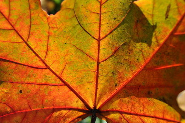 关闭秋天叶子无花果树枫木花园丰富的颜色细节静脉阳光明媚的一天