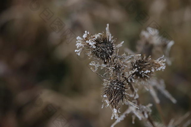 霜植物