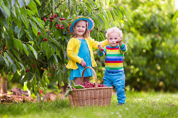孩子们挑选樱桃水果农场孩子们选择樱桃夏天果园蹒跚学步的孩子婴儿吃新鲜的水果