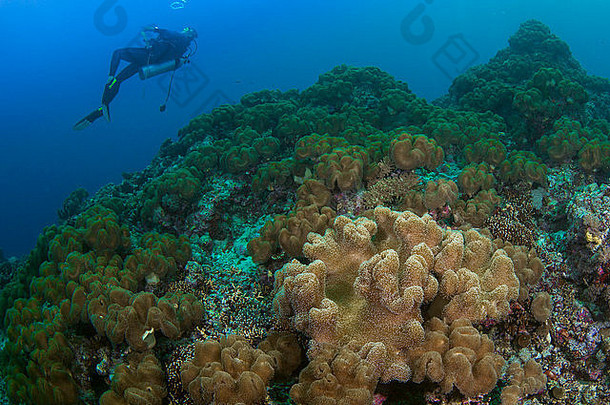 礁天真淹没羊肚菌皮革珊瑚萨普希顿潜水潜水员背景吹泡沫环南沙岛屿