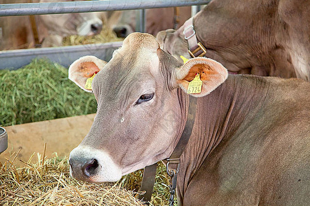 瑞士牛提出了每年展览