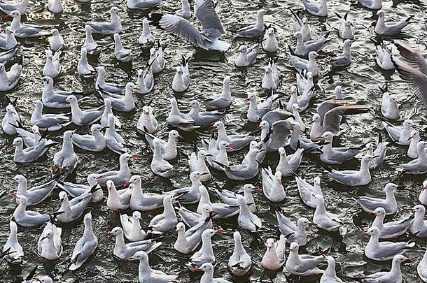大群海鸥拉科塔湖jamnagar古吉拉特邦