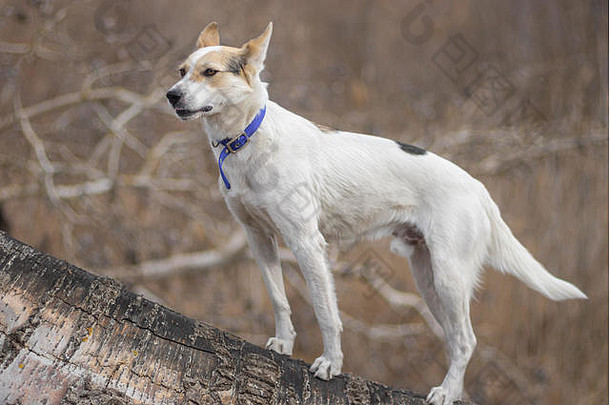 白色混杂狩猎北部白色狗站阿斯彭树树干看猎物早期春天季节