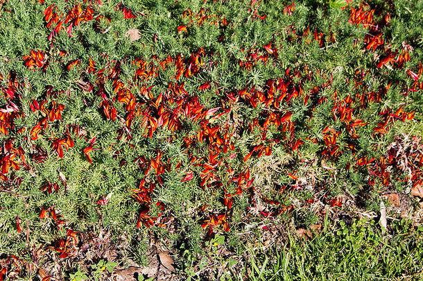 漂亮的红色的橙色莲花植物莲花maculatus哈代常年地面封面明亮的鹦鹉嘴形状的花朵春天夏天