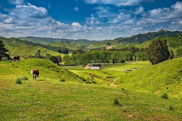 赫里福德牛农场等国家鞍区域被遗忘的世界高速公路tarnaki地区北岛新西兰
