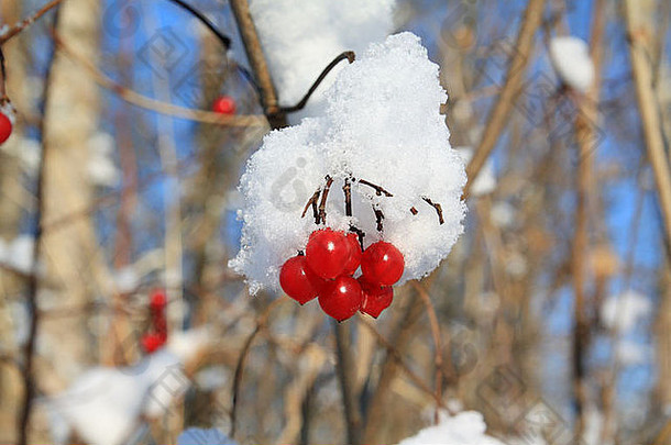 红色的浆果荚莲属的植物雪