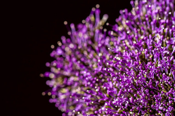 细新鲜的摘要淡紫色花特写镜头宏视图美丽的自然花背景时尚现代颜色背景底物